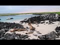 Sea Lions at Galapagos Islands