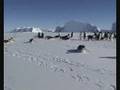 videos de Auster Emporer Penguin Rookery