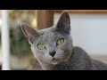 Russian Blue
