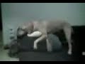 ANNETTE PUPPY RAPE!
