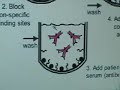 elisa test