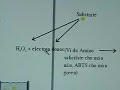elisa test