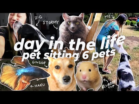 Day in the Life of a Pet Sitter (2 dogs, 1 cat, 2 hamsters, 1 fish)
