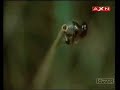 Amazing fish