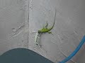 Little green lizards fighting