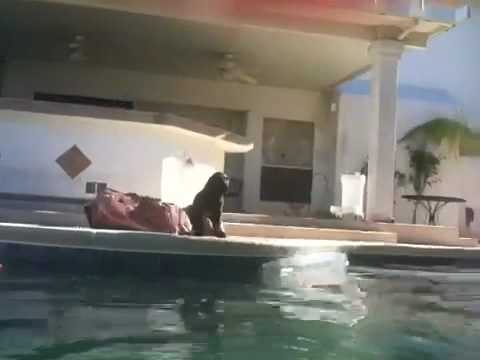 Labrador Retriever Puppy vs. Swimming Pool