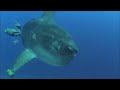 Rainbow Reef Divers Crystal Bay Trimix Dive with Mola Mola