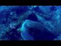 Rainbow Reef Divers Crystal Bay Trimix Dive with Mola Mola