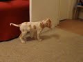 Barley, an Italian Spinone makes her grand entrance