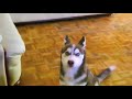 RUSTY the PUPPY HUSKY says HELLO