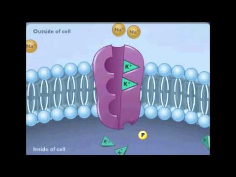 EPILEPSY Ion Channel disorders