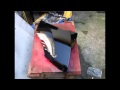 derbie gpr 125 tune up and paint