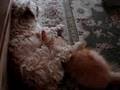 Schnoodle Puppy Has New baby Main Coon Kitten