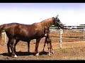 Twin Arabian Horse Fillies ... April 14, 2007