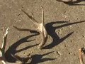 MONSTER BUCKS ~20 TINE ANTLER SHED & HUGE BUCK IN RUT, CHASE
