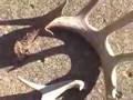MONSTER BUCKS ~20 TINE ANTLER SHED & HUGE BUCK IN RUT, CHASE