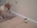 Video: Corgi Dog Plays With Door Stop