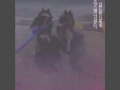 And so it's true. Huskies really love to pull and run..