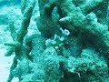 Juvenile sweetlips doing the twist Juvenile sweetlips doing the twist