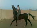 @البدر@,أصيل,حصان