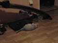 Katzenbaby spielt