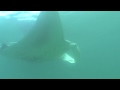 Holbox Island Mexico - Snorkeling with WHALE SHARKS and MANTA RAYS by Pepe Larios