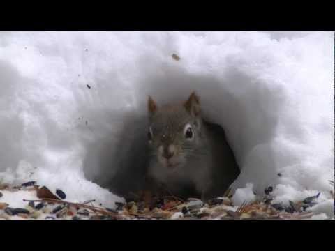 'Party At The Snow Hole' -Blue Jays & Red Squirrels