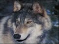 wolf-beaver-award.html