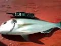 ORATA DA 4KG (PORTO DI GIOIA TAURO)