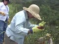 gathering chia