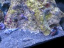20 Gallon Reef 20 Gallon Reef