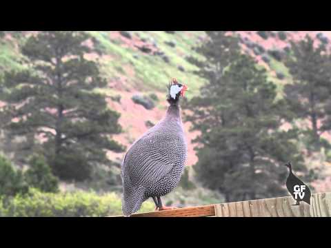 how to care for guinea keets