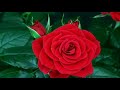 NELSON NEDSI LAS FLORES PUDIERAN HABLAR
