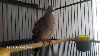 Download Perkutut Lokal Jago Mancing Lawan Jadi Bunyi Pancingan