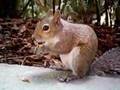Friendly Squirrel