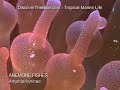 Anemone-Fishes-Clown