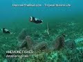 Anemone-Fishes-Clown