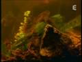Rep Tortue Alligator