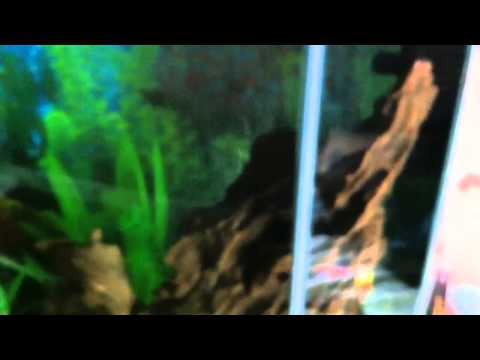 how to cure aquarium fungus