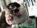 Furby Demize - Part 2