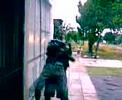 los zombies