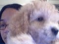 トイプードル動画
