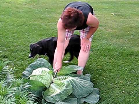 how to harvest cabbage