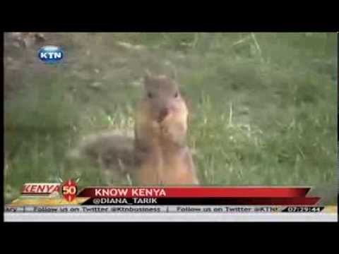 Know more about Squirrels Know more about Squirrels
