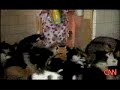 a sea of 130 hungry cats + a skull full of maggots