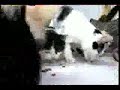 a sea of 130 hungry cats + a skull full of maggots