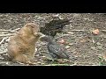 ? ??????? ??????? ??????? (funny fat Spermophilus)