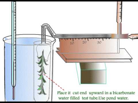 how to measure photosynthesis