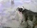 dozer complilation