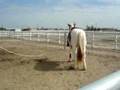Muffin Lunging with saddle